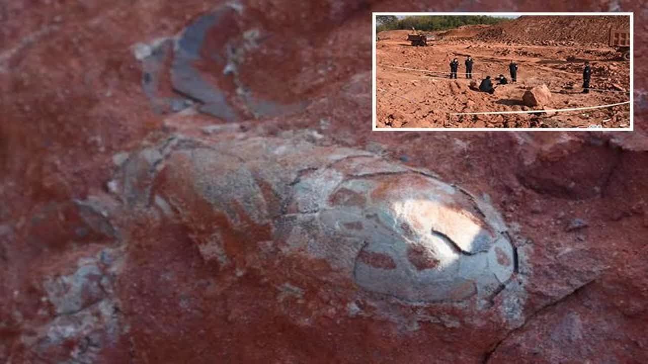 Dinosaur eggs from just after Jurassic Period 130 million years ago discovered perfectly preserved on school site