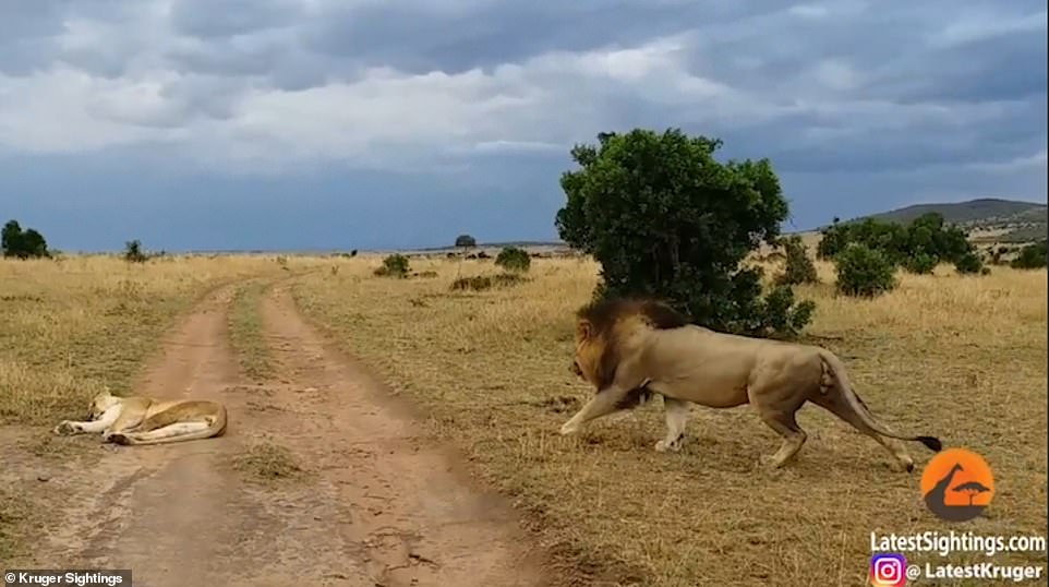 Lioness gets very rude wake-up call when lion bites her on the rear