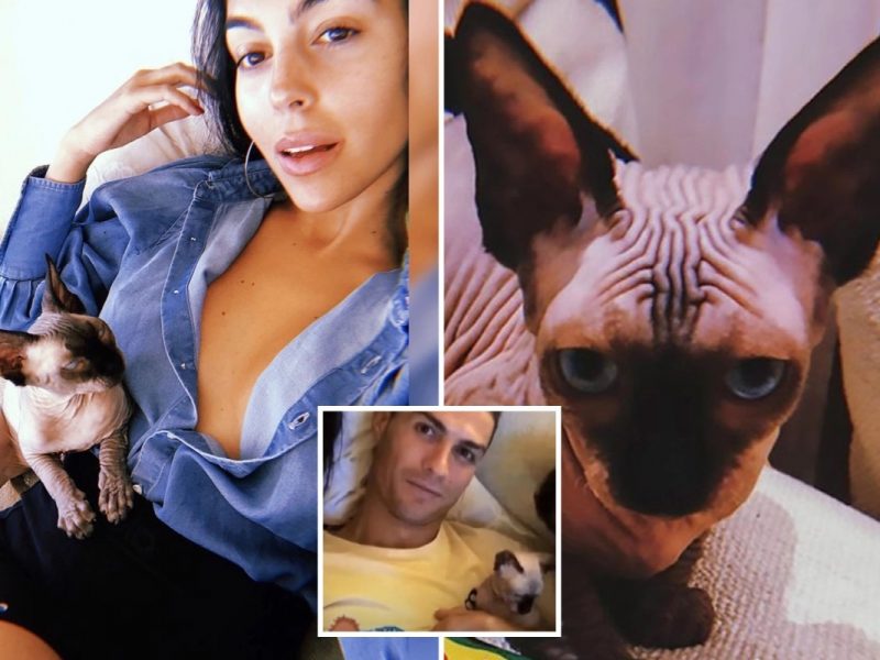 Cristiano Ronaldo and Georgina Rodriguez left heartbroken as their cat Pepe is hit by car